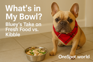 What’s in My Bowl? Bluey’s Take on Fresh Food vs. Kibble