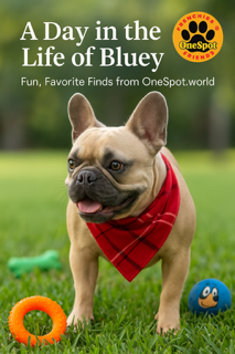 A Day in the Life of Bluey the Frenchie
