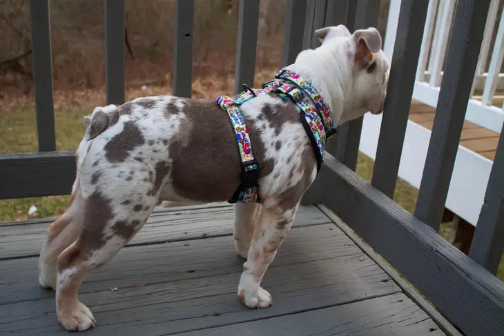 Colorful Graffiti Edition Adjustable Dog Harness