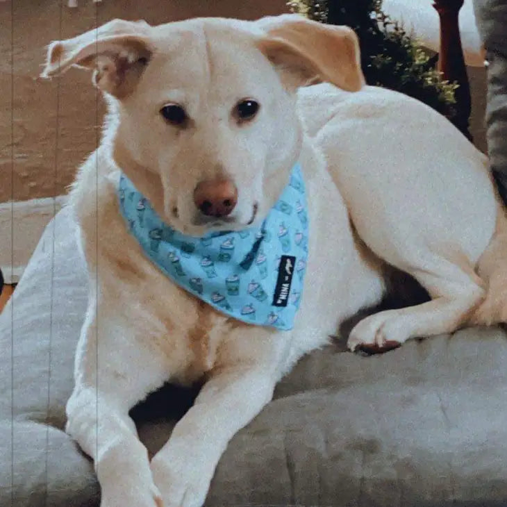 Blue Pupshake Cooling Bandana