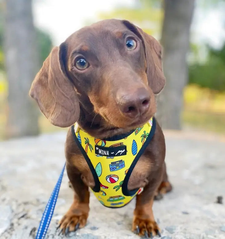 The Beach Bum Adjustable Dog or Cat Harness