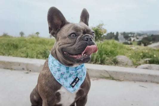 Blue Pupshake Cooling Bandana